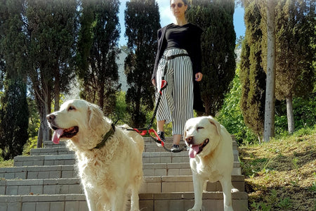Exquisite Double Dog Leash for Large Dogs | Hands Free Dog Leash 2 Dogs | Waist Dog Leash for Large Dogs | Two Dog Leash for Large Dogs | Leash for Big Dogs | Hands Free Running Dog Leash